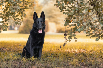 Pies, czarny owczarek niemiecki siedzący wśród zieleni w jesiennym parku - obrazy, fototapety, plakaty