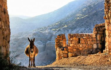 A cocky donkey at Dana, Jordan