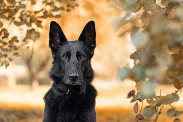Pies, czarny owczarek niemiecki wśród liści w parku, portret jesienny © Agnieszka