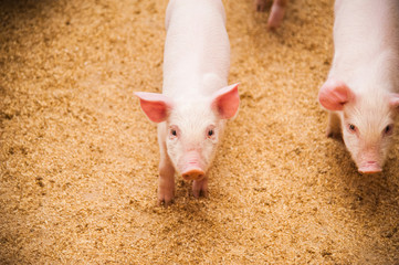 Domestic pigs on a farm