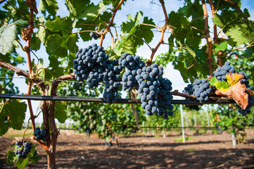 Fototapeta premium Vineyards at sunset in autumn harvest