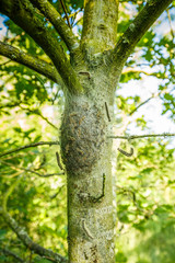 Ground nest oak processionary caterpillars, Thaumetopoea processionea, on infected  pedunculate oak, Quercus robur,  low on trunk forming danger to humans and animals by  irritation skin 