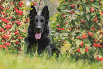 Pies, czarny owczarek niemiecki leżący pod drzewem dzikiej jabłoni w parku