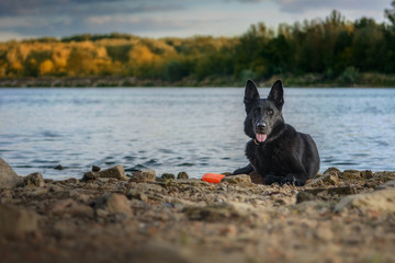 Pies, czarny owczarek niemiecki leżący na kamienistym brzegu rzeki