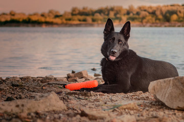 Pies, czarny owczarek niemiecki leżący na kamienistym brzegu nad rzeką