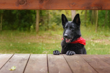 Pies, czarny owczarek niemiecki w czerwonej chustce opierający się o drewniany taras