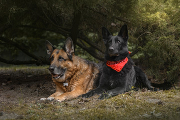 Dwa psy, owczarki niemiecki leżące wśród zieleni