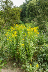 Close-up of Goldenrod, Solidago, in river landscape Millingerwaard in the Dutch province of Gelderland surrounded by summery alluvial forest