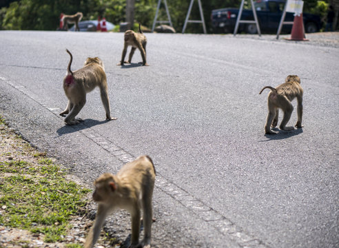 Wildlife harrasment in tourist places - monkey steal food from vehicles of tourist who stoped to make photo on a viewpoint. Four Monkeys stealers in Khao Yai National Park, Thailand
