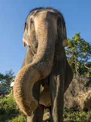 Fototapeta na wymiar Close up portrait of Indian elephant with a trunk stretched to camera.