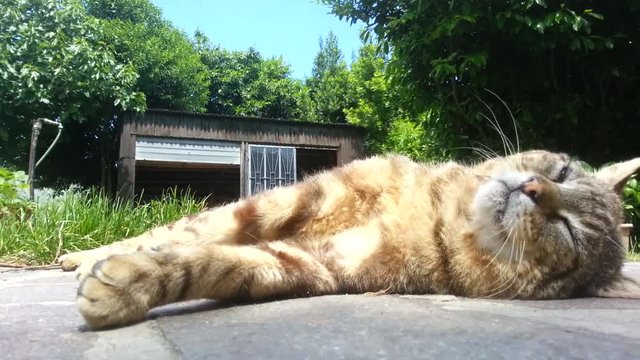 gattone riposa 