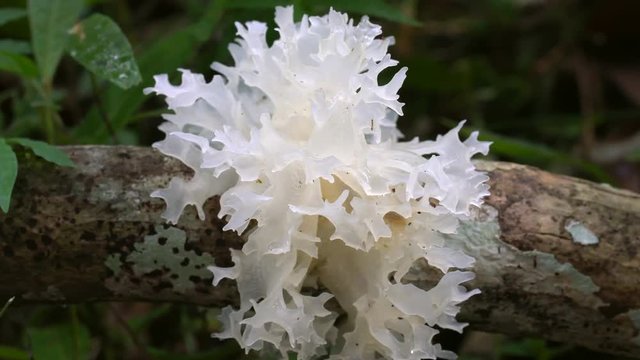White jelly fungus (Tremella fuciformis) growing on a rotting log on the rainforest floor in the Ecuadorian Amazon