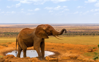 Fototapeta na wymiar red elephant drinking water