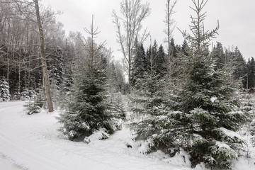 the gloomy, cloudy winter day before snowing; At the forefront of the forest road there are snow-covered small Christmas trees; Here are some large trees and a forest below