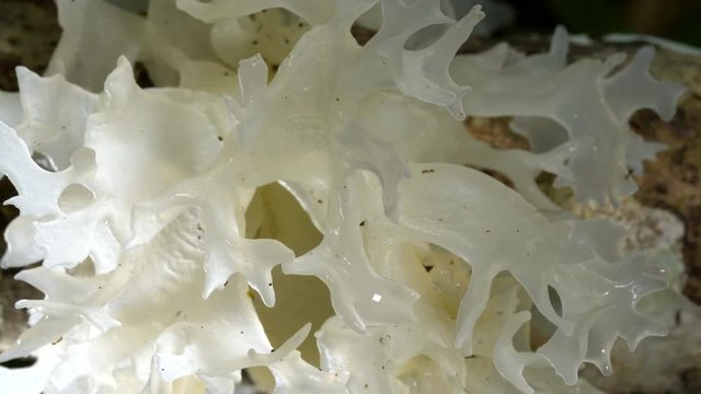 White jelly fungus (Tremella fuciformis) growing on a rotting log on the rainforest floor in the Ecuadorian Amazon