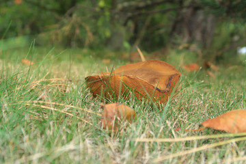 A grass level view of Suillus Bovinus