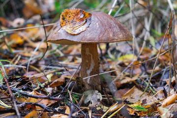 Fototapeta premium the mushroom boletus in the forest among the fallen leaves