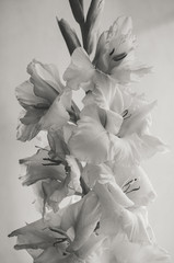 black and white flower gladiolus