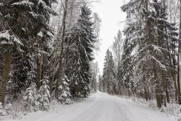Fototapeta premium the gloomy, cloudy winter day before snowing; the forest path and forest on both sides of the road are covered with snow; beautiful winter day view with empty road and snow-covered forest