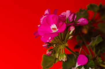  flower geranium 