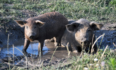 Pigs of the Mangalica breed