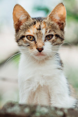 little stray kitten, portrait of cute kitten