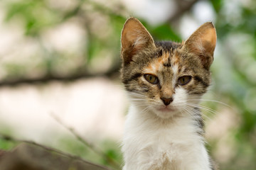 sad little kitten, cat portrait