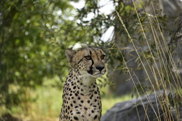 Cheetah in captivity, portrait