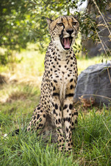cheetah portrait, could be laughing, yawning or surprised