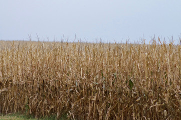 Corn Field In The Fall