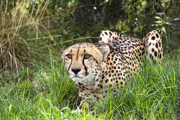 Cheetah in captivity, lying in the grass7