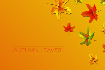 Herbstblätter Hintergrund orange