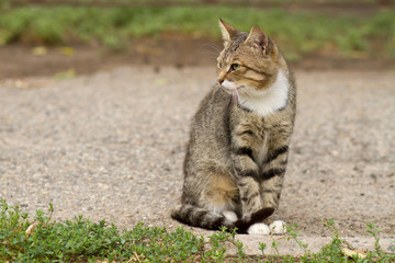 Naklejka na ściany i meble tabby cat , a homeless street cat