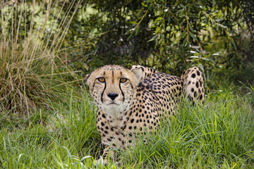 Cheetah in captivity, lying in the grass7