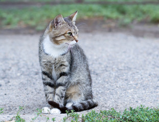gray cat sitting on the street