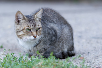 Fototapeta premium grey striped cat, street homeless cat