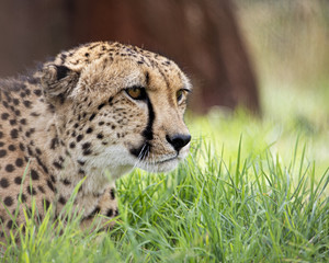 UK, Hamerton Zoo - 17 Aug 2018: Cheetah in captivity, portrait