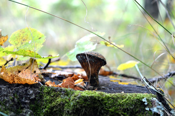 squirrel in forest