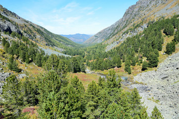 Fototapeta premium Russia, Altai mountains, valley of Kuiguk (Kuyguk) river