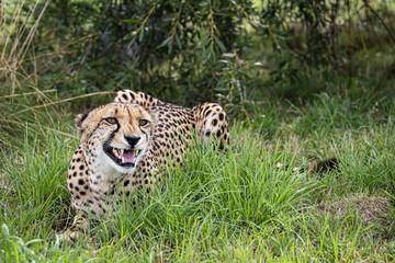 cheetah, could be laughing, smiling or snarling