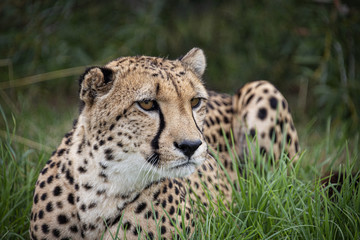 Cheetah in captivity, lying in the grass7