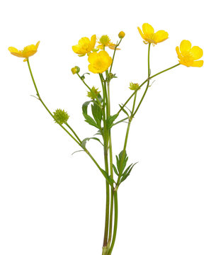 Fototapeta Meadow buttercup ( Ranunculus acris) flower