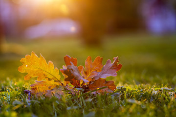 Autumn leaf on green grass, macro closeup.