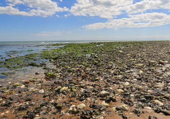 Rock pools and seaweed on the beach at Joss Bay in Kent