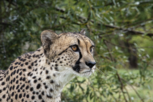 UK, Hamerton Zoo - 17 Aug 2018: Cheetah in captivity, portrait