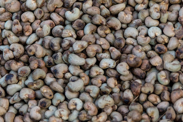 Nut Tree Cashew Growing Nuts