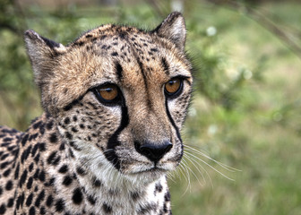 UK, Hamerton Zoo - 17 Aug 2018: Cheetah in captivity, portrait