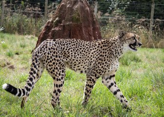 Cheetah in captivity, standing