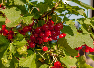 Owoce czerwonej porzeczki na krzewie