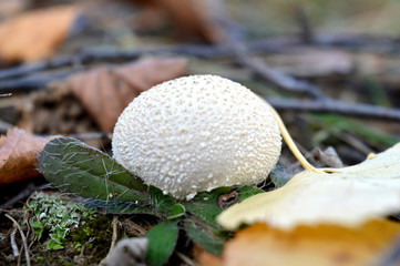 mushroom in forest